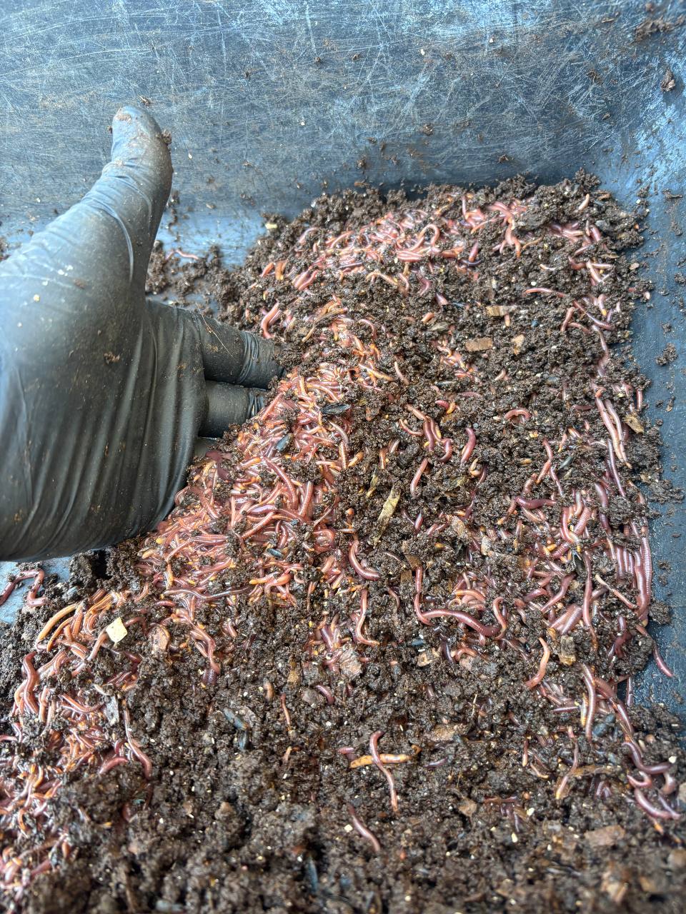 Sorted worms and castings in hand.